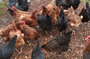 hybrid-laying-chickens-hens-pullets-surrey-51a7a15de9db4