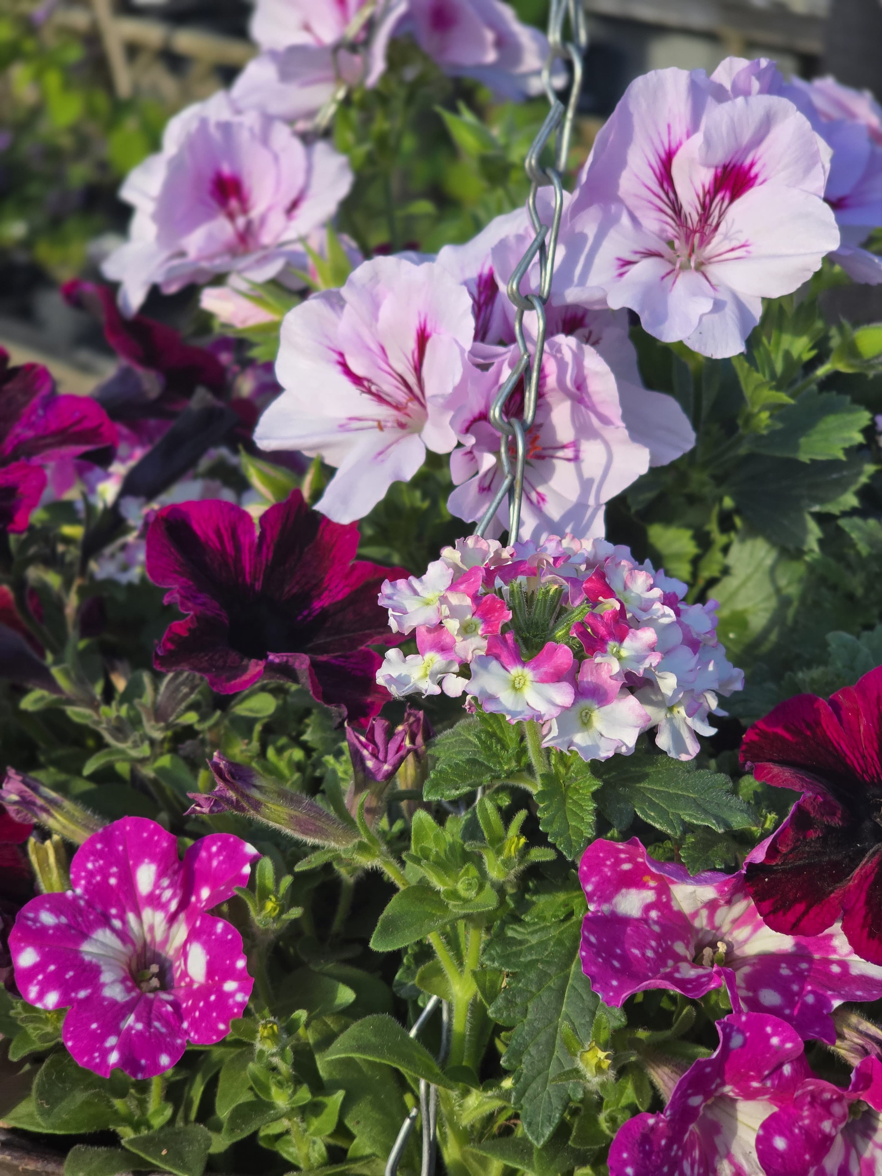 Vibrant pink and white hanging basket flowers