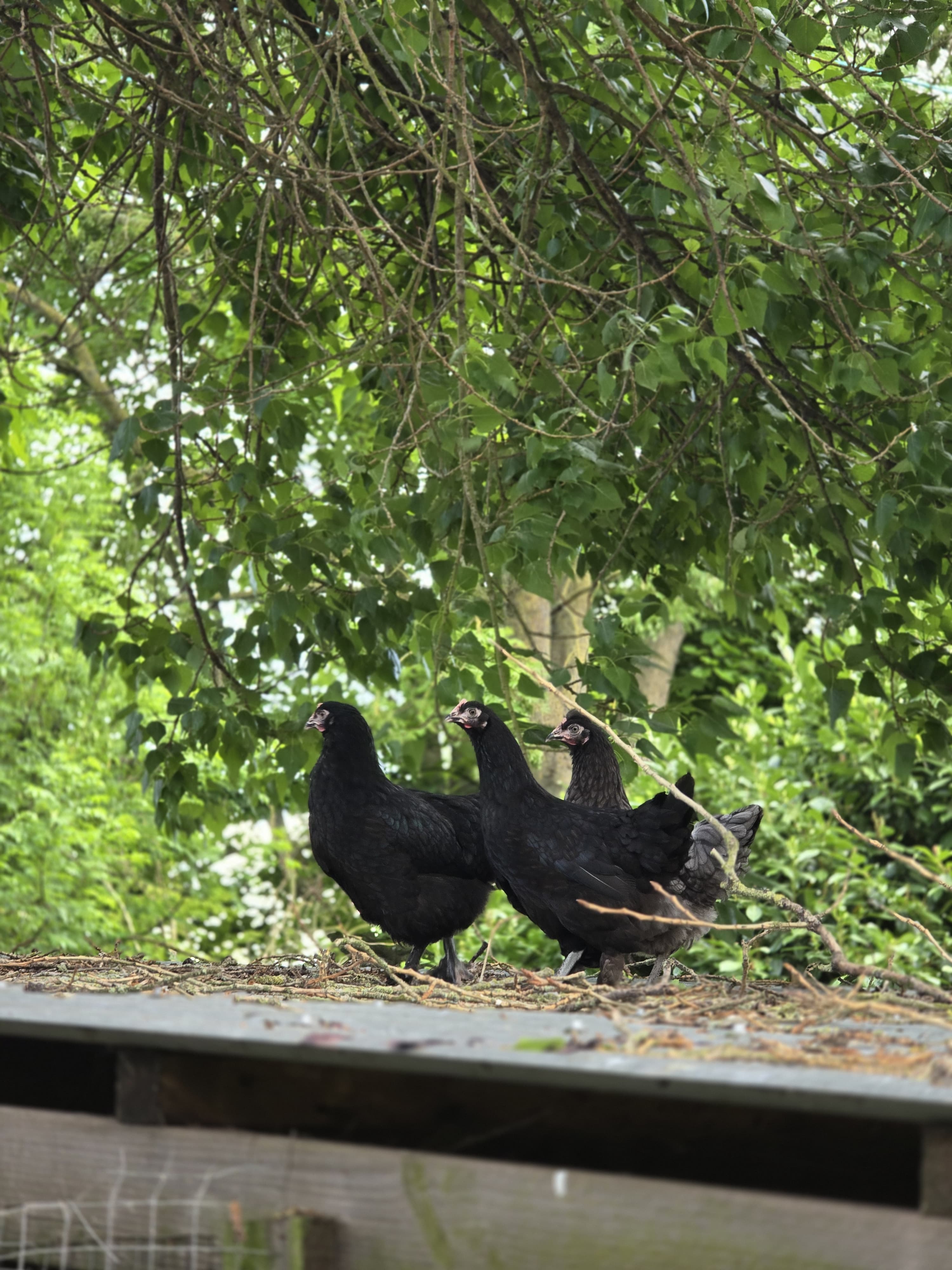 Hens at Thornes Sanctuary