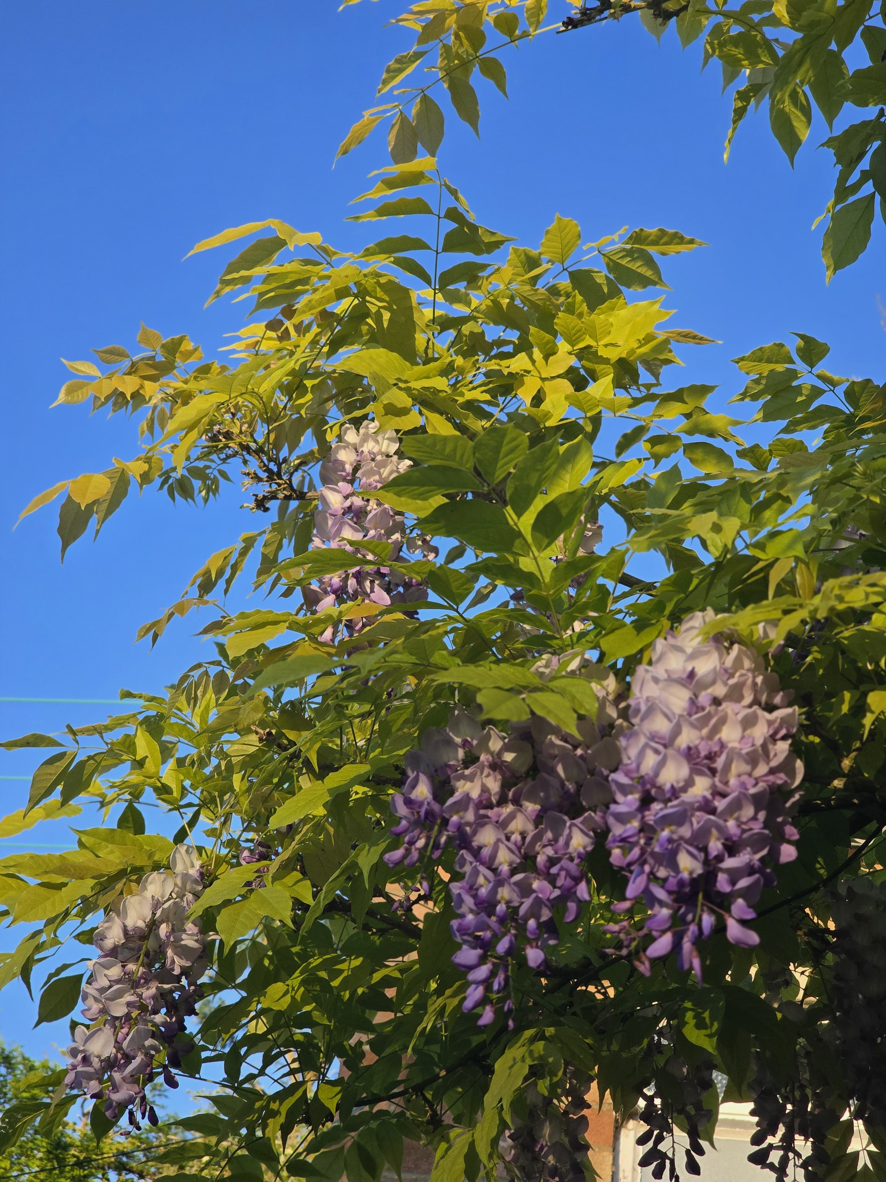 Sunlight filtering through a wisteria canopy